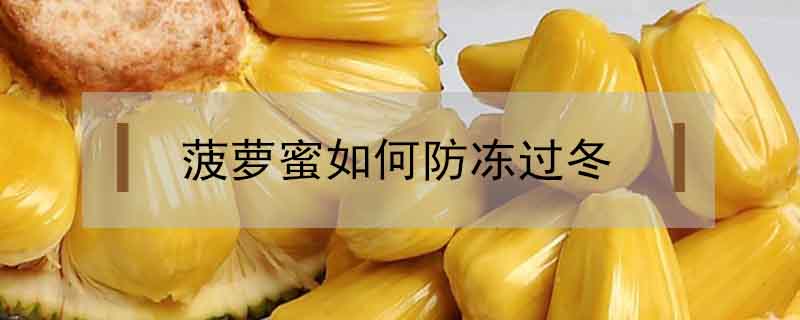 菠蘿蜜如何防凍過冬