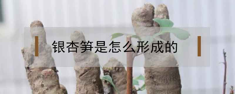 銀杏筍是怎么形成的