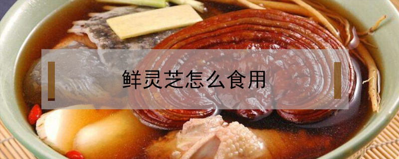 鮮靈芝怎么食用