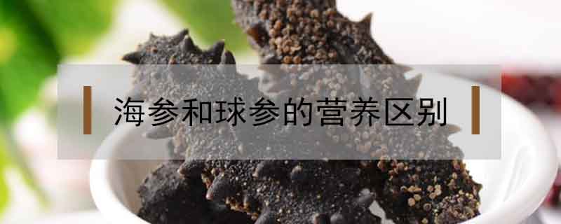 海參和球參的營養(yǎng)區(qū)別