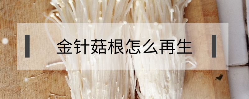 金針菇根怎么再生