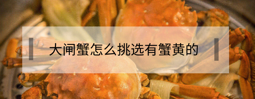 大閘蟹怎么挑選有蟹黃的
