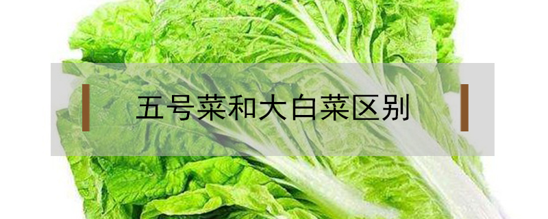 五號(hào)菜和大白菜區(qū)別