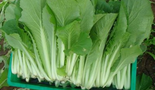 五號(hào)菜和大白菜區(qū)別