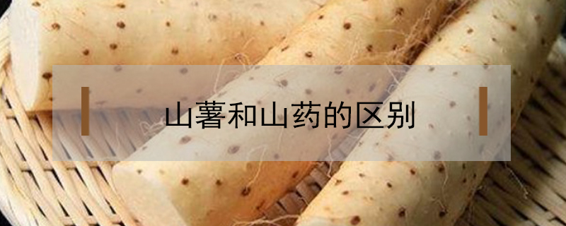 山薯和山藥的區(qū)別