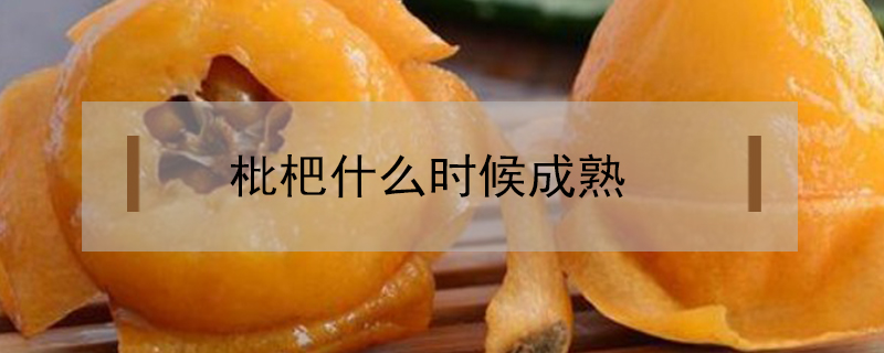 枇杷什么時候成熟