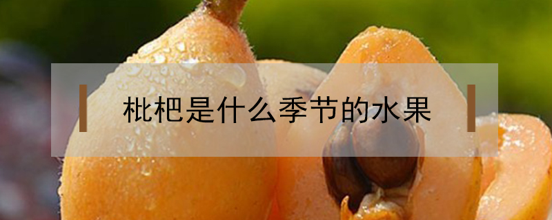 枇杷是什么季節的水果