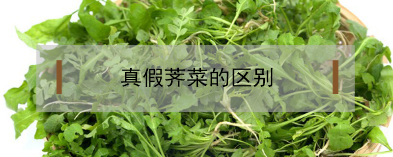 真假薺菜的區(qū)別