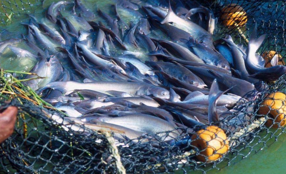 巴沙魚為什么不能吃