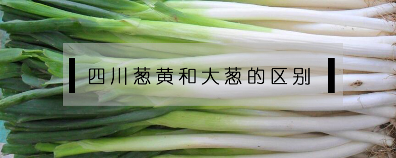四川蔥黃和大蔥的區(qū)別