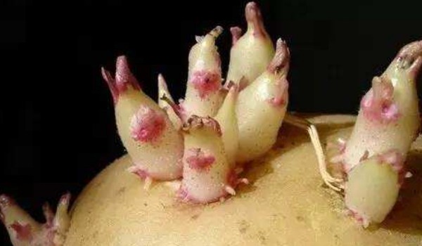 土豆發芽了還能吃嗎