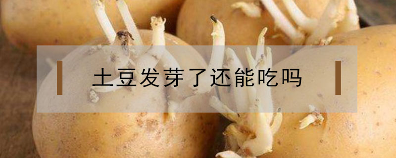 土豆發芽了還能吃嗎