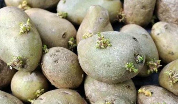 土豆發芽了還能吃嗎