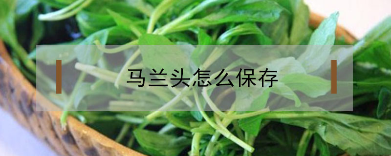 馬蘭頭怎么保存