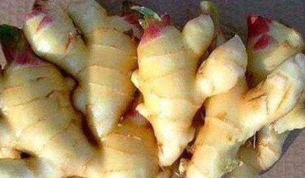 姜發芽了還能吃嗎