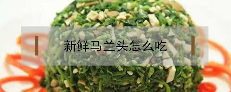 新鮮馬蘭頭怎么吃