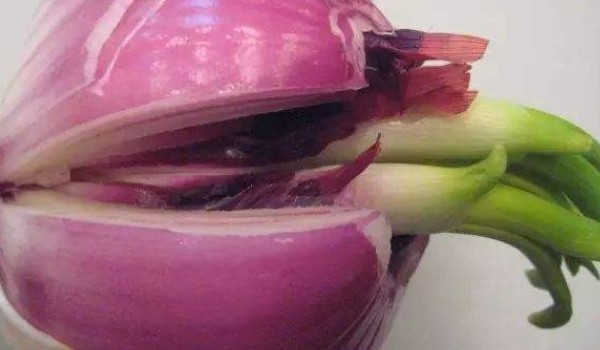 洋蔥發(fā)芽了還能吃嗎
