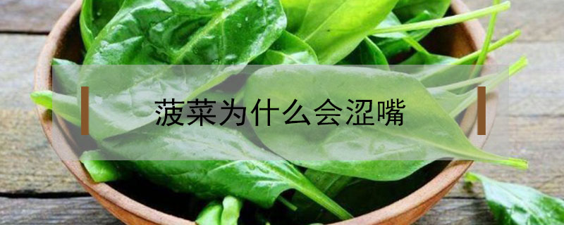 菠菜為什么會澀嘴
