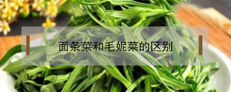 面條菜和毛妮菜的區(qū)別