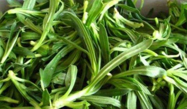 面條菜和毛妮菜的區(qū)別