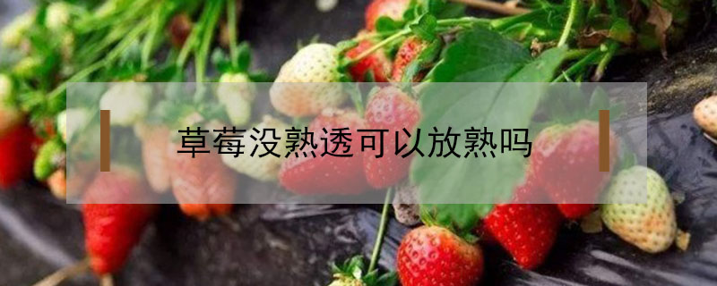 草莓沒熟透可以放熟嗎