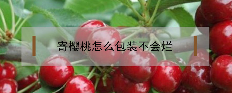 寄櫻桃怎么包裝不會(huì)爛