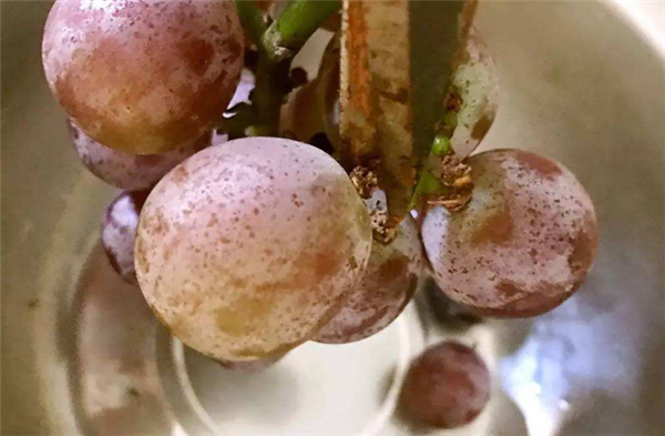 葡萄怎么洗才干凈,葡萄上的白怎么洗干凈