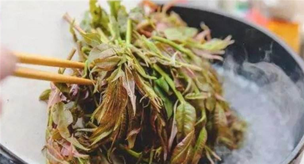 香椿要不要焯水，香椿忘記焯水會(huì)中毒嗎