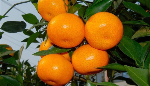 江西特產(chǎn)有哪些土特產(chǎn)，江西特產(chǎn)有哪些值得帶