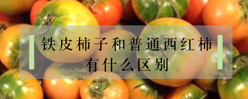 鐵皮柿子和普通西紅柿有什么區(qū)別