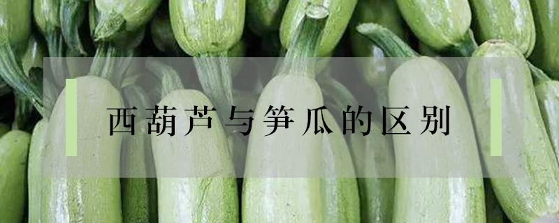 西葫蘆與筍瓜的區(qū)別