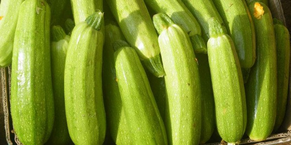 西葫蘆與筍瓜的區(qū)別