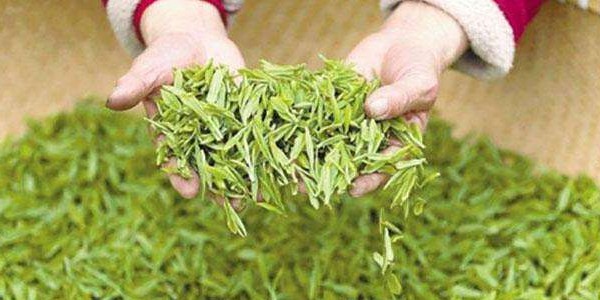 龍井新茶和老茶有什么區(qū)別