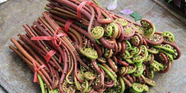 蕨菜怎么處理才能吃