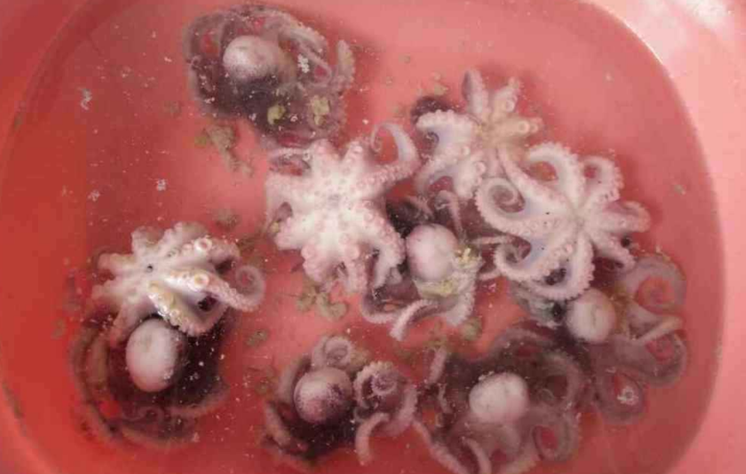 八爪魚怎么清洗