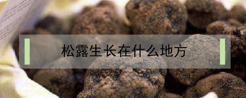 松露生長在什么地方