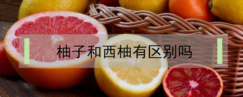 柚子和西柚有區別嗎