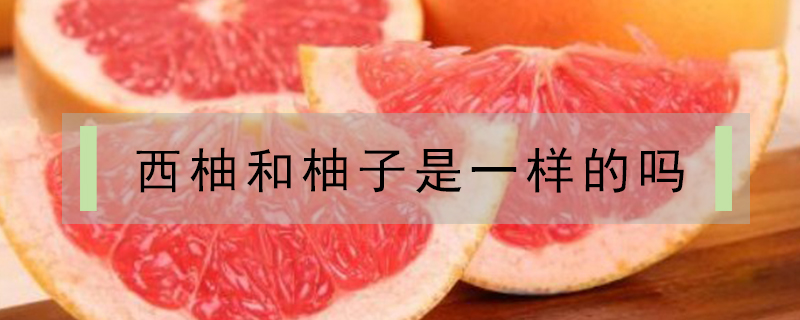 西柚和柚子是一樣的嗎