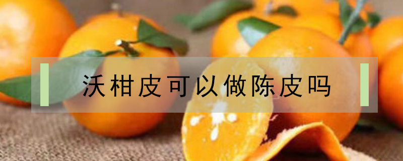 沃柑皮可以做陳皮嗎