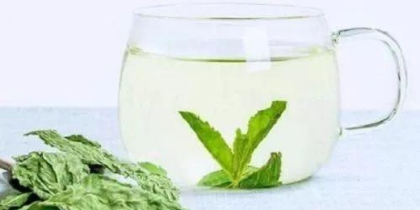 鮮薄荷葉能泡水喝嗎