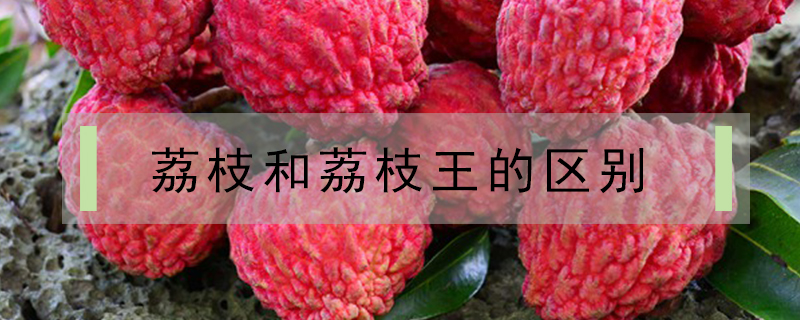 荔枝和荔枝王的區別