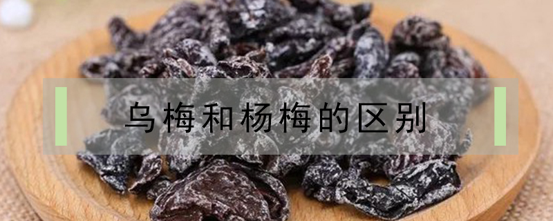 烏梅和楊梅的區別