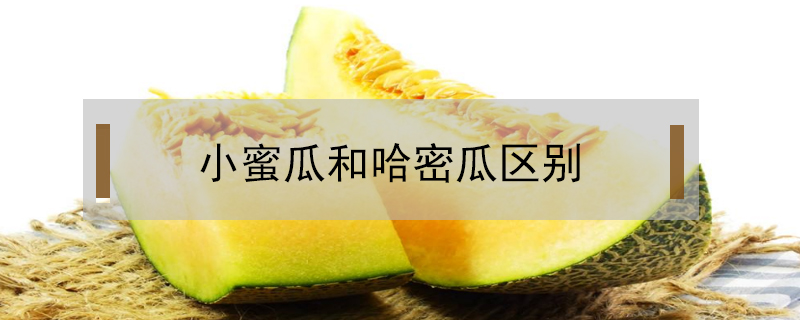 小蜜瓜和哈密瓜區(qū)別
