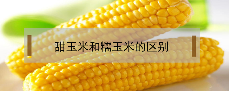 甜玉米和糯玉米的區別