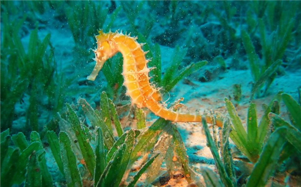 鯨魚和海馬哪個屬于真正的魚