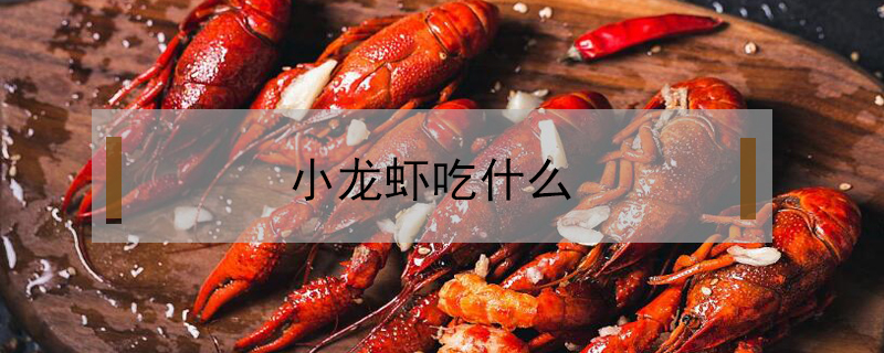 小龍蝦吃什么