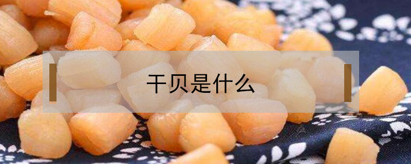 干貝是什么