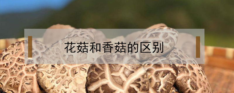 花菇和香菇的區別