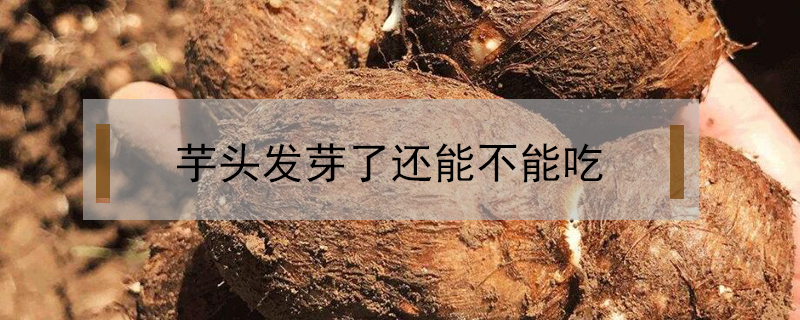 芋頭發芽了還能不能吃