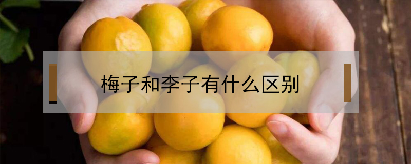 梅子和李子有什么區別